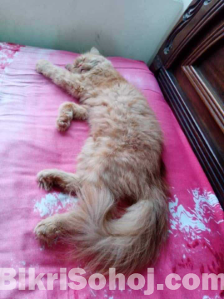 Persian cat